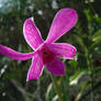 Flower Series: Pink 6