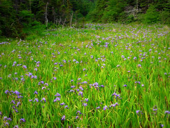 Color the Field Purple and Green