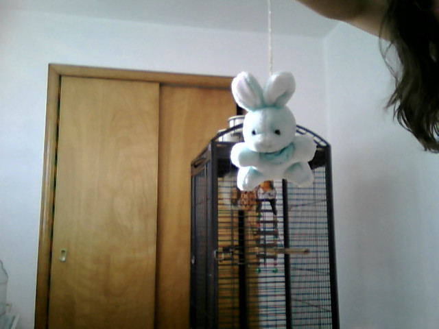 Flying mint bunny by Jizeru1 on DeviantArt