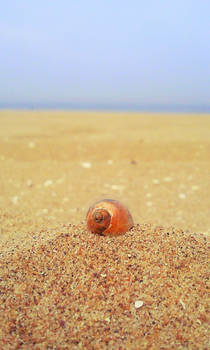 Little shell on the beach