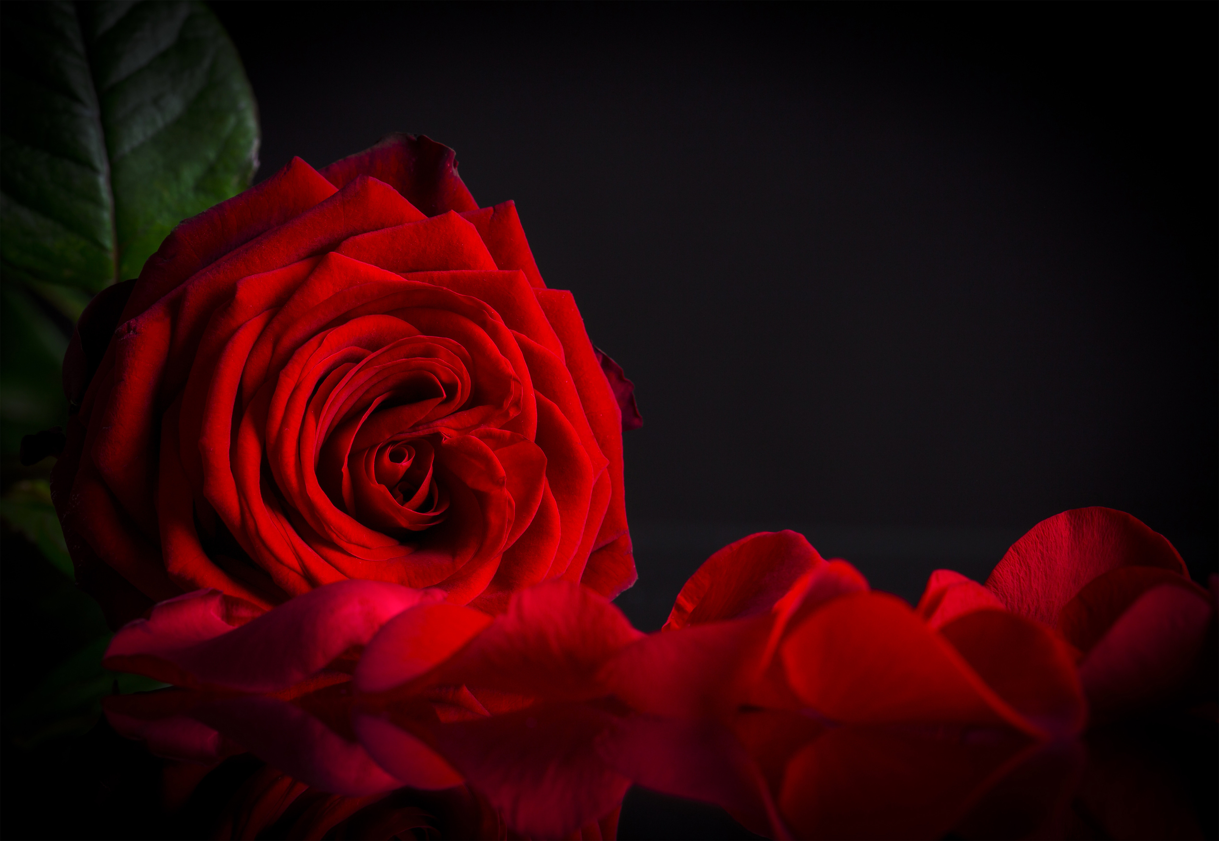 Red Rose Black Background