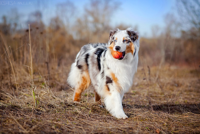 Australian shepherd