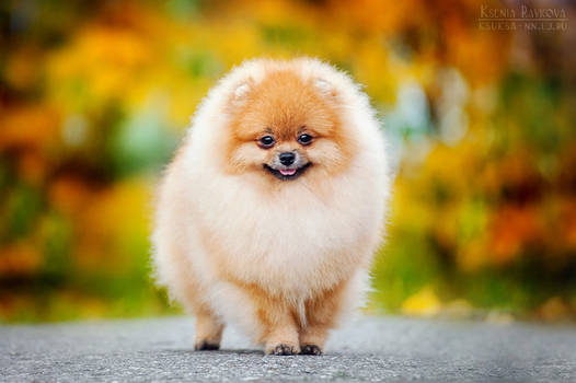 Little spitz in autumn