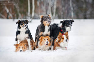 Border collie company