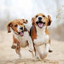 Funny beagles!