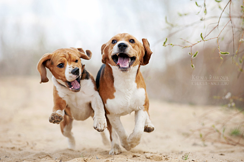 Funny beagles!