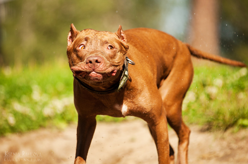 Pit bulls fun!