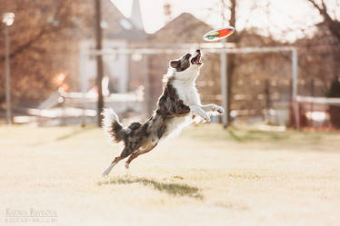 Border collie Finik