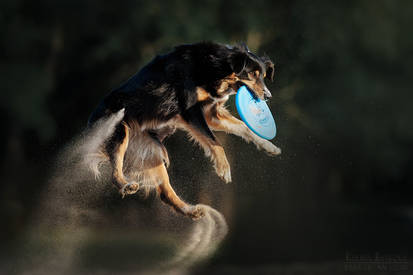 Dog frisbee