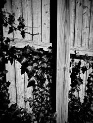 ivy on wood fence