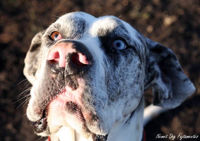 Great Dane Dog - Kyra No1