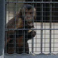 Caged monkey