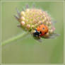 Ladybug