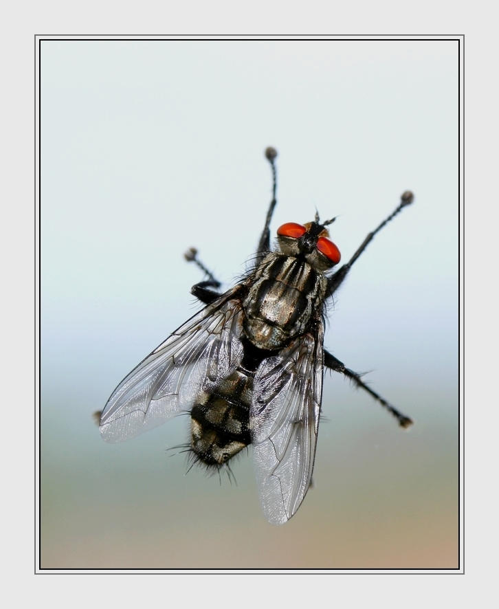 Fictional Fly Fly by Audhild on DeviantArt