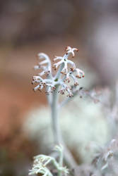 Reindeer lichen