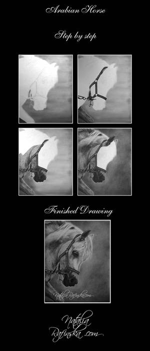 Arabian Horse - Step by step