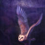 Barn Owl