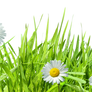 Grass with Flowers PNG
