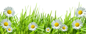 Grass with Flowers PNG by HanaBell1