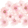[RES] Pink Flowers PNG