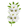[RES] White Daisies PNG