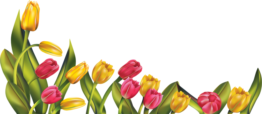 [RES] Tulip Border PNG