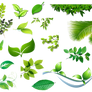 [Res] Set of Leaves PNG
