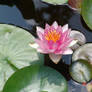 Pink Water Lilly