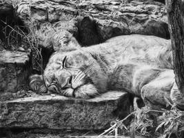 The Lioness (drawing by Alexander Levett)