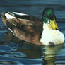 DUCK ON THE WATER