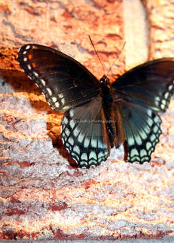 Butterfly4