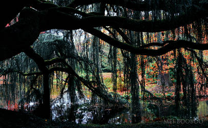 Underneath the Willow Tree