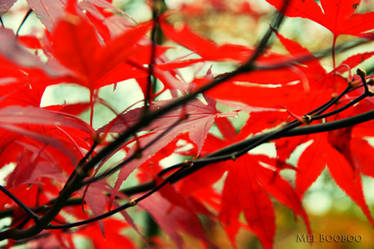 Crimson Leaves