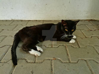 Scarica Gratis Images Black Cat Cognizance Deviantart dernière par