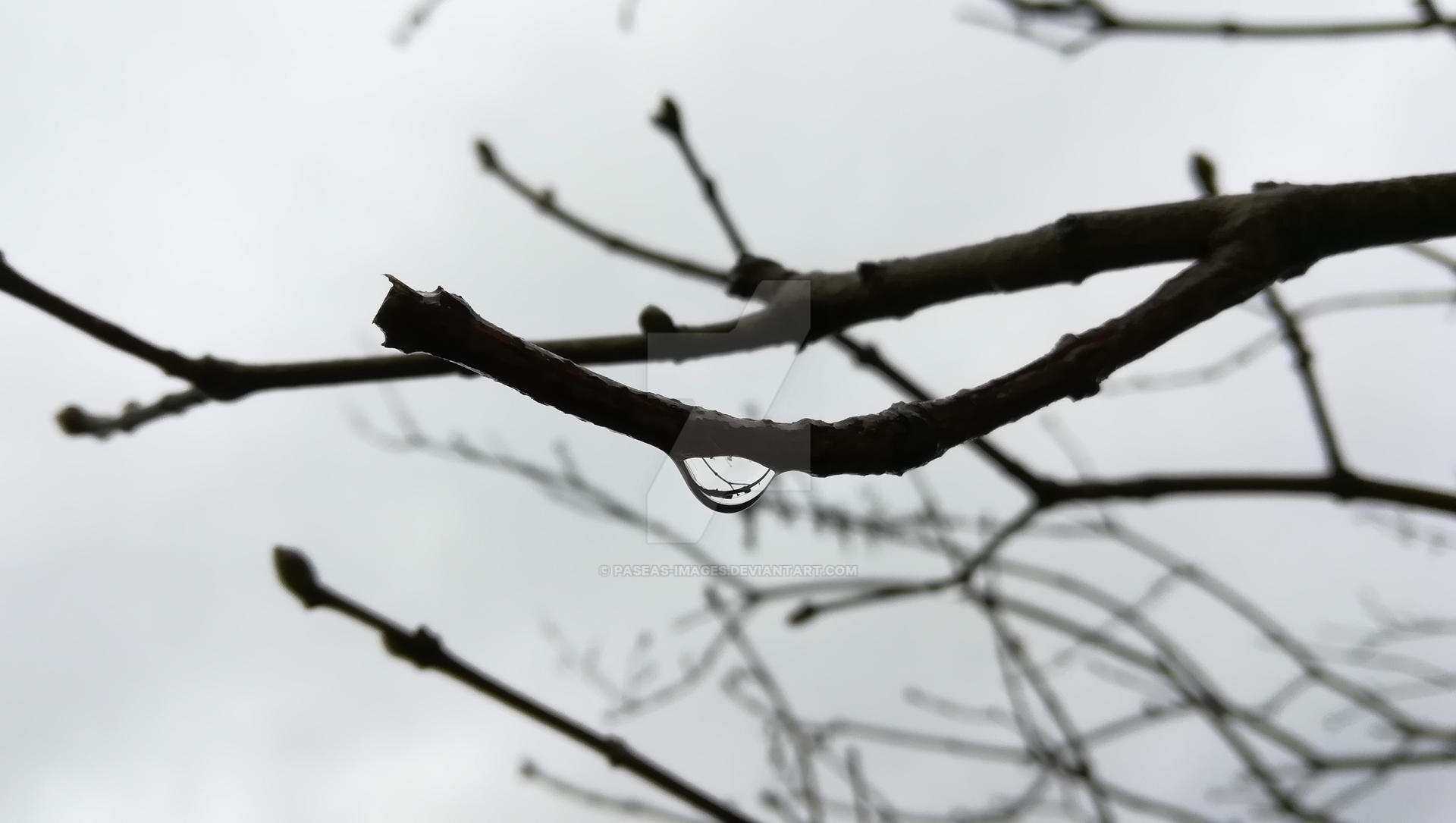 Tree Crying Crying Tree by Paseas-Images on DeviantArt