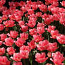 Tulips 2