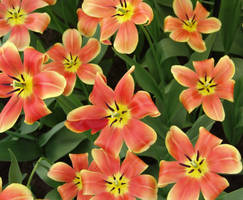 Tulips 7