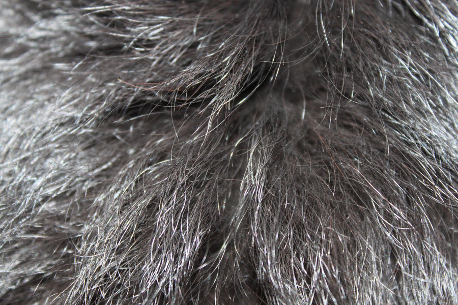 fur