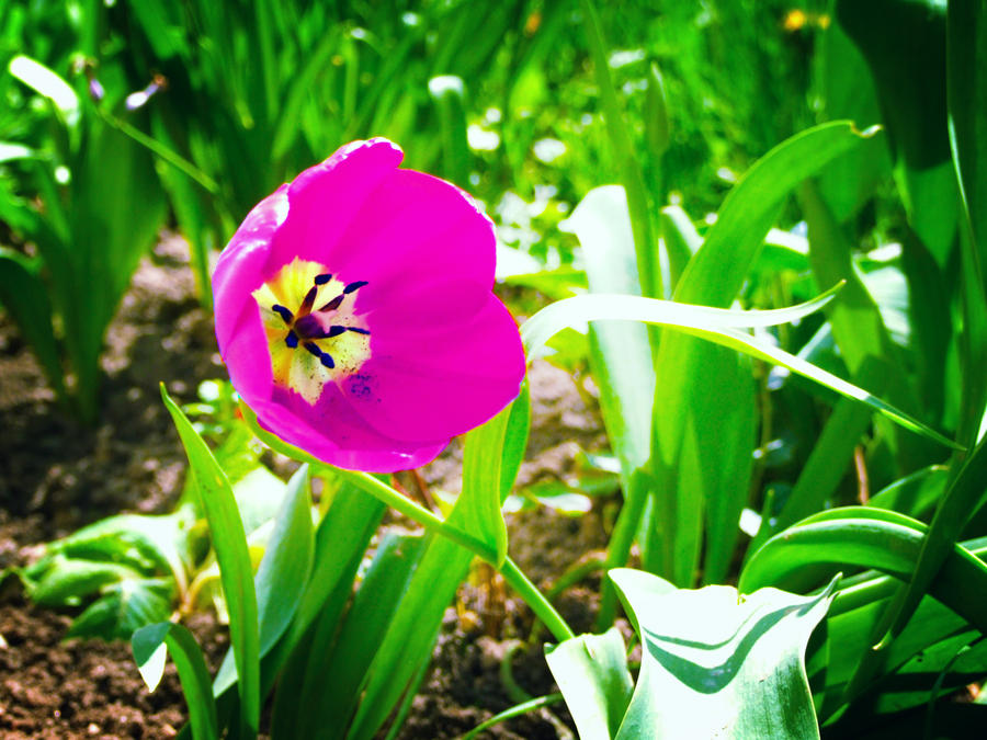 Flowers