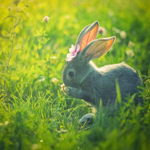 rabbit by AnPhoTon