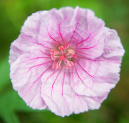 Pink Veins