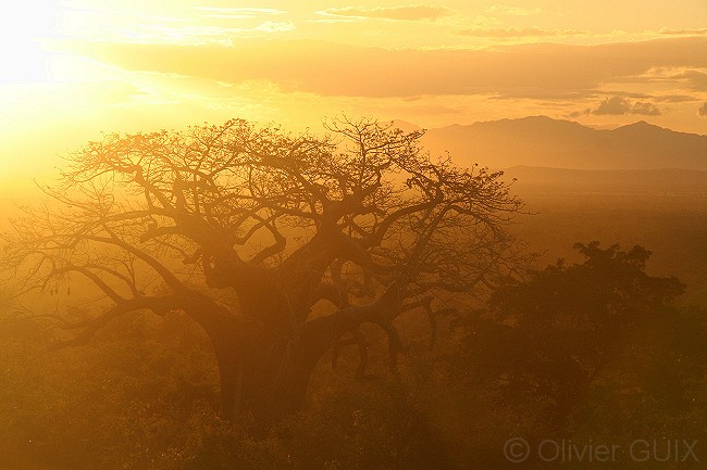 Baobab in the sunset