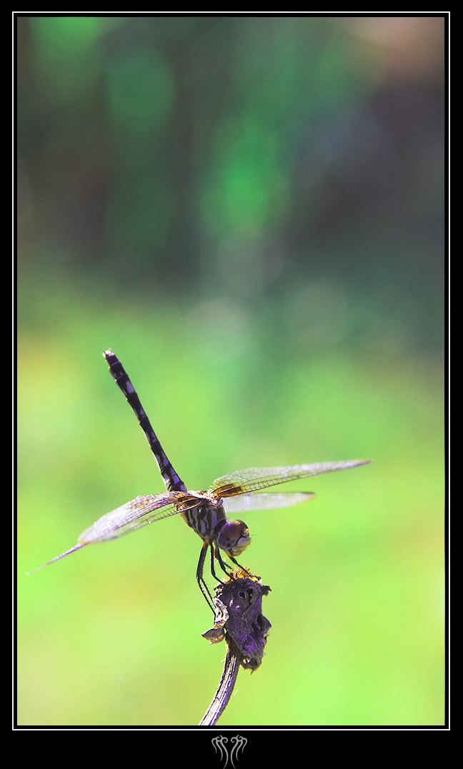 Dragon fly