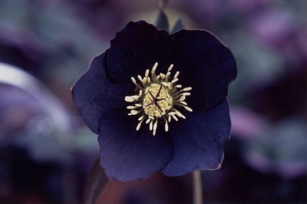 black hellebore fav flower