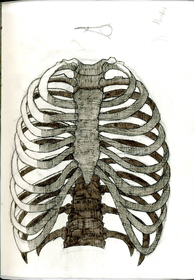 Rib Cage Anatomy Study by HarveyGall on DeviantArt
