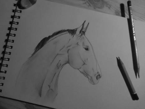 Horse 05