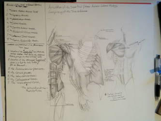 Anterior Myology of the Human Body