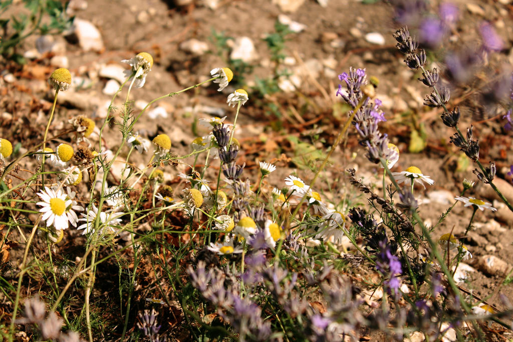 Wildflowers