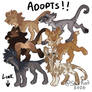 Lion Adopts!