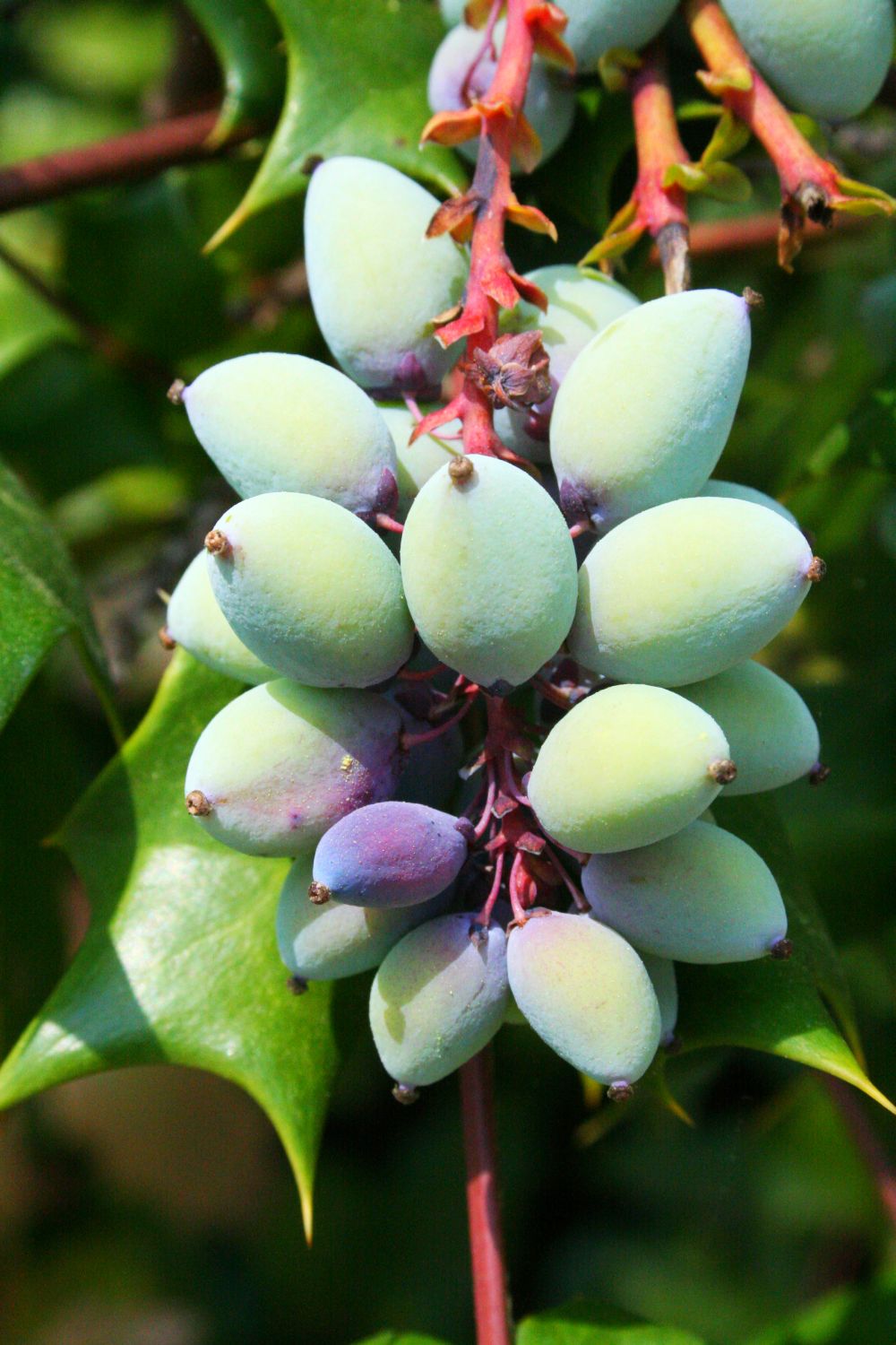 Berries